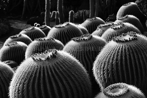 Una familia picante - Cacti en el Jardín de Cactus, Lanzarote