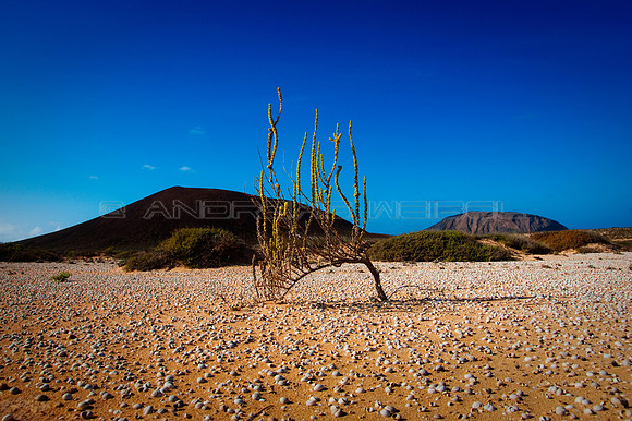 Una planta curiosa en la isla de La Graciosa - Islas Canarias