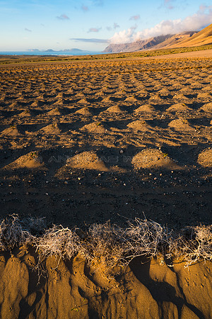 Campo de batata - El Jable, Lanzarote