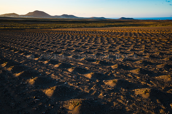 Campo de batata ante los volcanes de Soo - Lanzarote, Canarias