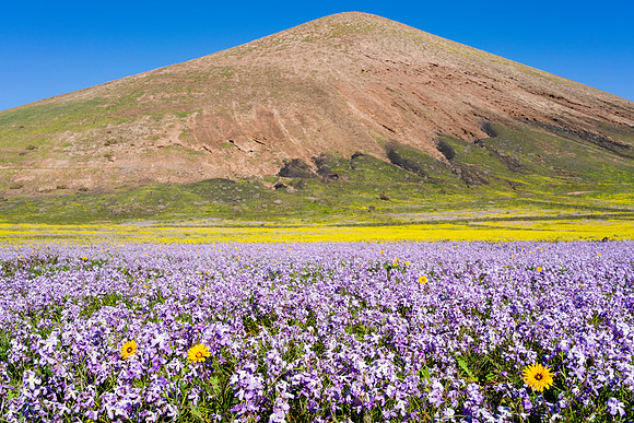 Pradera de flores (Alhelies, Cerrajones y Relinchones) ante Mont