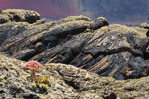 Flor entre lavas - Lanzarote, Islas Canarias