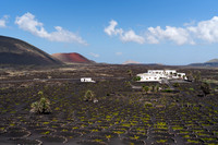 Paisaje con finca - Viñedo con Finca Testeina, Tías.