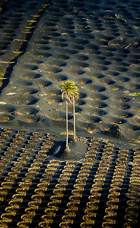 Palmera en La Geria