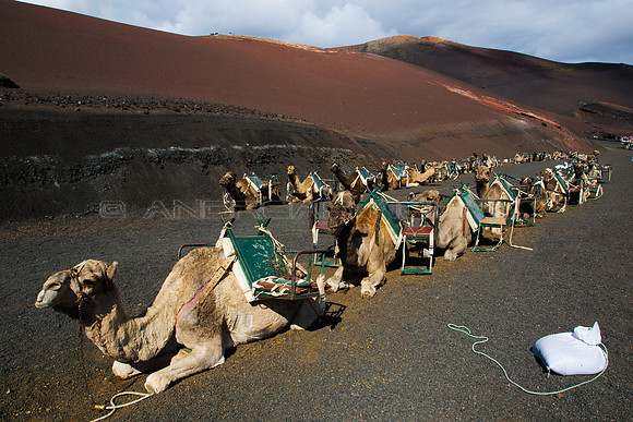 Camellos en Timanfaya - Lanzarote, Islas Canarias