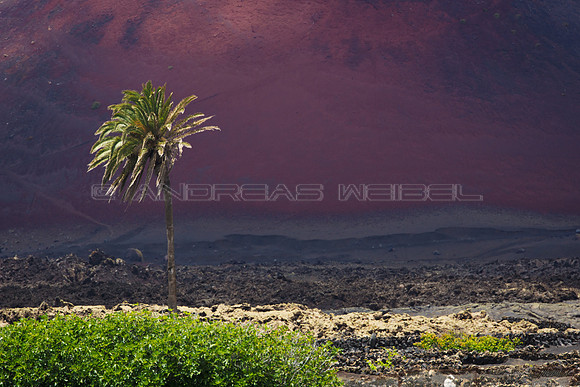 Palmera ante el volcán Montaña Colorada - La Geria, Lanzarote