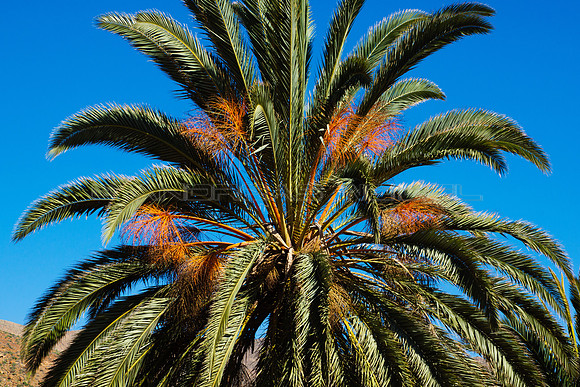 Palmera