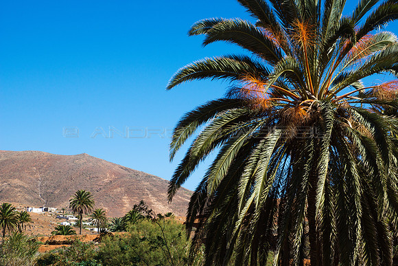Palmera con paisaje - Vega de Río Palma, Fuerteventura.