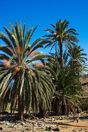 Palmeras en Vega de Río Palma - Betancuria, Fuerteventura.