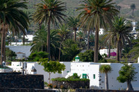Casas entre palmeras en Haria.