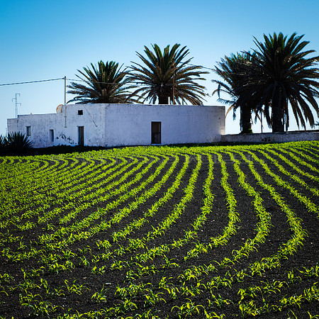 Paisaje rural en Teseguite - Lanzarote, Islas Canarias