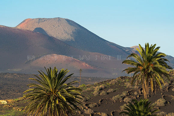 Vista al Señalo (con palmeras) - Uga, Yaiza.