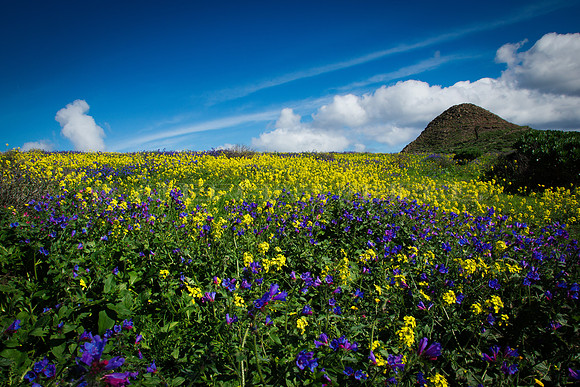 Flores hasta el horizonte - Lanzarote, Islas Canarias
