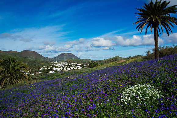 Flores con Palmera en Haria - Lanzarote, Islas Canarias