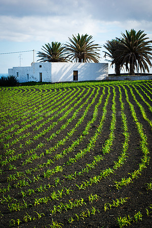 Paisaje rural en Teseguite - Lanzarote, Islas Canarias