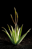 Aloe Vera Lanzarote