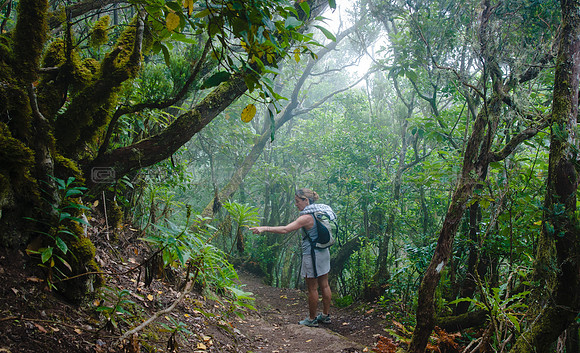 Bosque en Anaga - Tenerife, Canarias