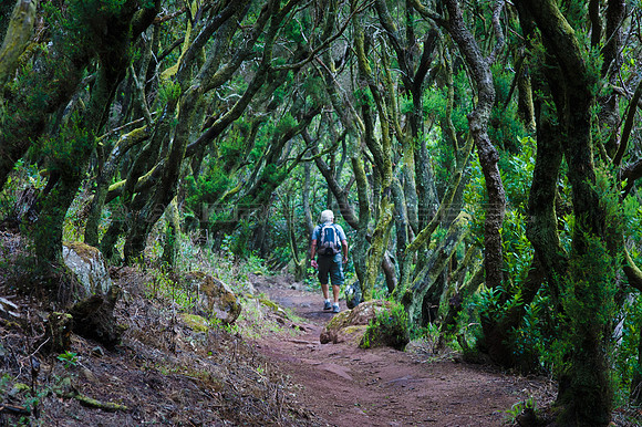 Atravesando la Laurisilva de Teno - Tenerife, Canarias