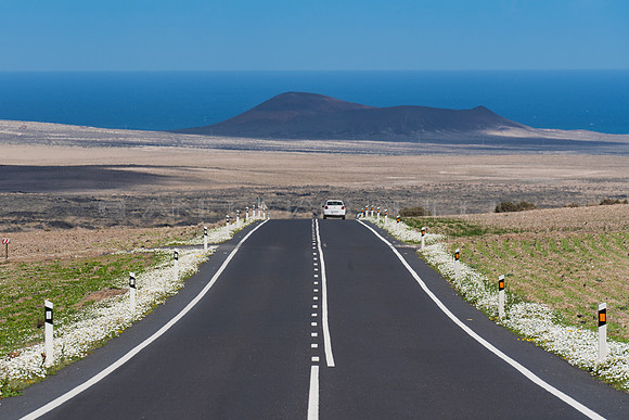 Carretera bordeada de margaritas - Carretera Teguise-Famara.