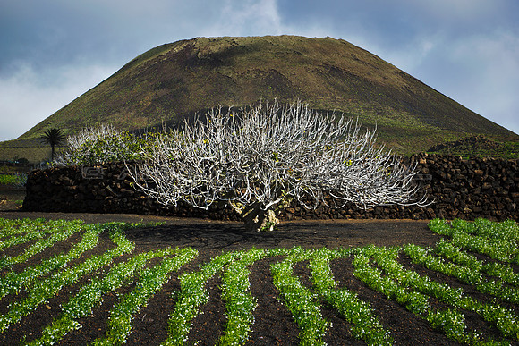 Higueras ante el volcán - Maguez, Lanzarote