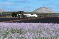 Finca con volcán y flores (Matthiola bolleana) - Puerto Calero.