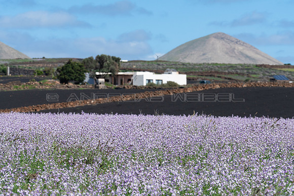 Finca con volcán y flores (Matthiola bolleana) - Puerto Calero.