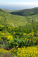 Verde Lanzarote - Barranco del Palomo, Haria.