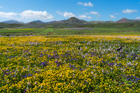 Campo de Flores cerca de Puerto Calero