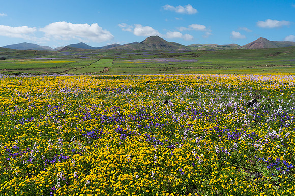 Campo de Flores cerca de Puerto Calero