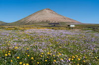 Tapiz de flores en la Vega de Tías (con Montaña Blanca al fond