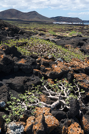 Tabaibas en lava - El Golfo, Yaiza.