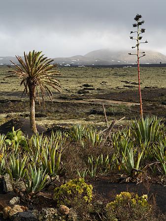 Paisaje rural con palmera - entre La Vegueta y Masdache.