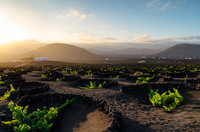 Atardecer en el viñedo - La Geria, Lanzarote.