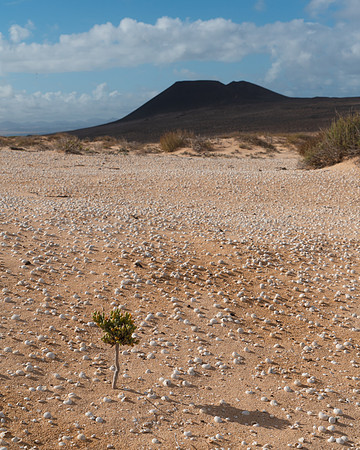 La fuerza de la naturaleza - Uva de Mar en La Graciosa.