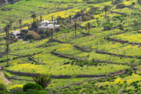 Verde y amarillo - Valle de Haría.