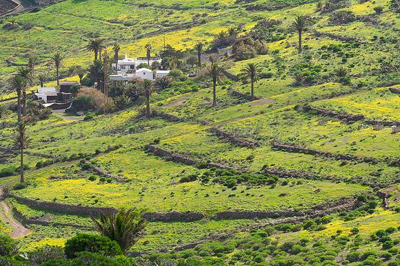 Verde y amarillo - Valle de Haría.