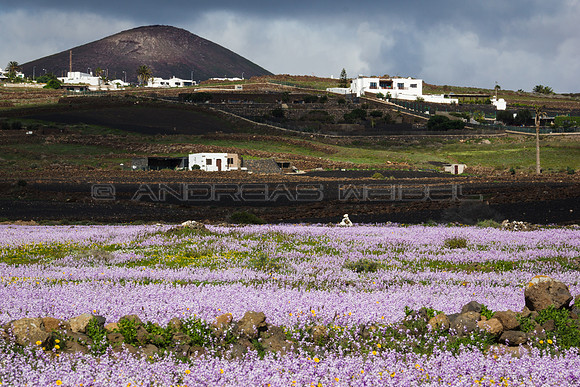 Florece el desierto - entre Mácher y Puerto Calero, Tías.