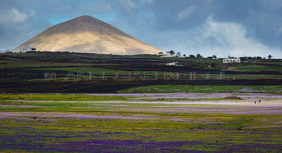 De paseo entre flores - Lanzarote, Islas Canarias