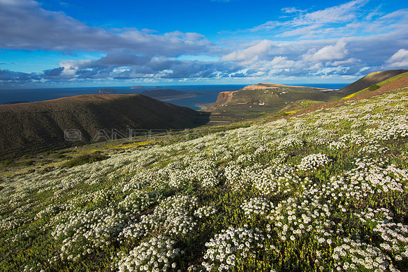 Hierba Blanca en la ladera de Los Helechos - Norte de Lanzarote.