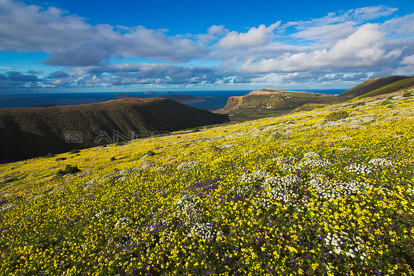 Un mar de flores ante el Risco de Famara - Lanzarote, Canarias