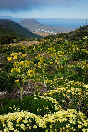 Margaritas de Famara y Tajasnoyos en el Bosquecillo - Haria.