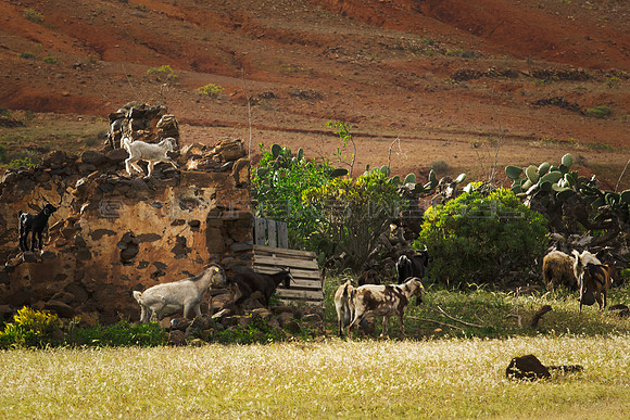 Toma de la Bastilla - Cabras en el valle de Menguia, Teguise