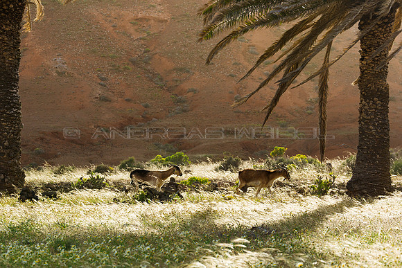 Cabras entre Palmeras - Valle de Menguia, Lanzarote