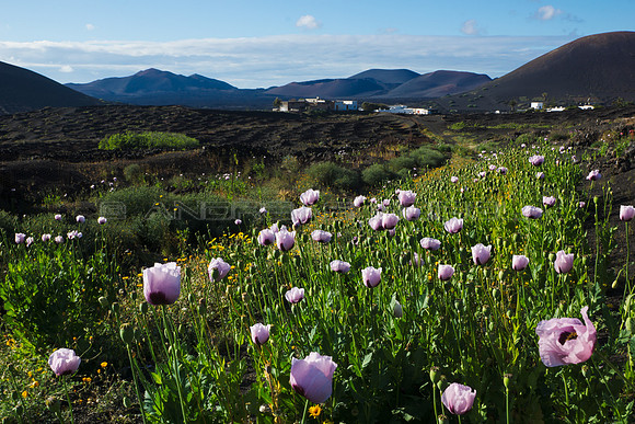 Amapolas en La Geria - Lanzarote, Canarias