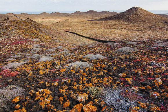 Campo colorido en Costa Teguise - Lanzarote, Canarias