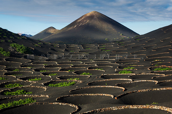 Viñedo con volcanes - La Geria, Yaiza.