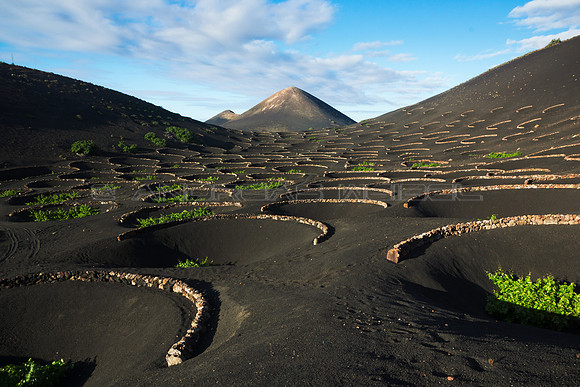 Entre zocos - Viñedo en el cráter del volcán Chupadero, La Geria.