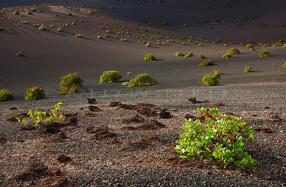 La vida recupera terreno - Timanfaya, Lanzarote
