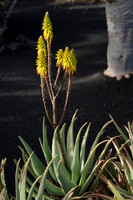 Aloe Vera ante Rofe - Costa Teguise, Lanzarote