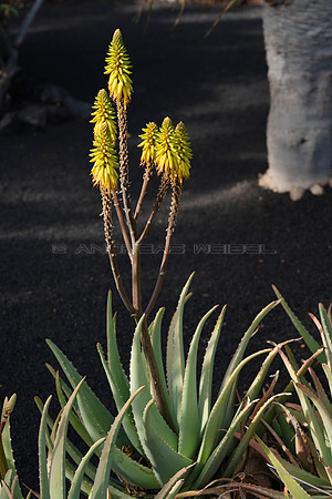 Aloe Vera ante Rofe - Costa Teguise, Lanzarote
